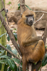 portrait of a baboon sitting