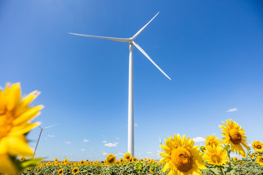 wind turbine in the field of sunflowers