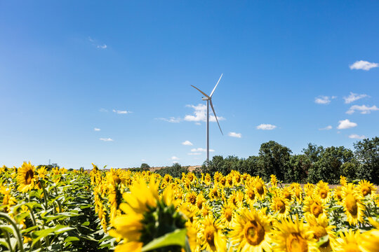 wind turbine in the field of sunflowers