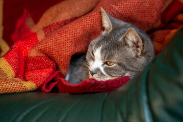 gray cat sleeping under a blanket