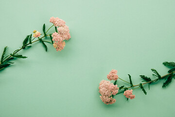Pink yarrow flowers on green pastel background. Flat lay, top view layout with empty copy space.