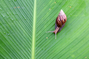 Snail crawling on green leaf