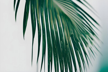 Obraz premium palm tree leaf