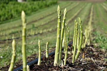 Growing green asparagus in field on farm