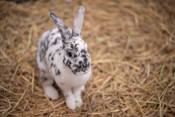 little rabbit on the hay