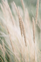 Dune Grass Closeup in the Wind
