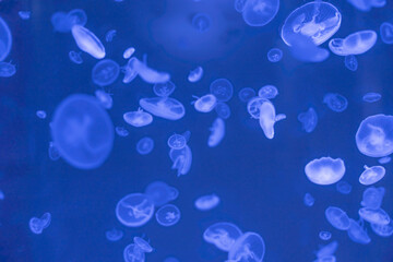 Fototapeta na wymiar Jellyfish floating in the ocean-sea, the light passes through the water, creating a volumetric ray effect. Dangerous blue jellyfish