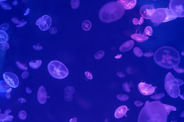 Fototapeta na wymiar Jellyfish floating in the ocean-sea, the light passes through the water, creating a volumetric ray effect. Dangerous blue jellyfish