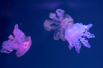 Jellyfish floating in the ocean-sea, the light passes through the water, creating a volumetric ray...