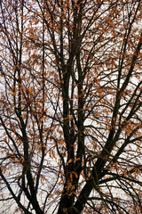 Linden tree crown with seeds in winter against a gray cloudy sky