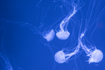 Jellyfish floating in the ocean-sea, the light passes through the water, creating a volumetric ray...