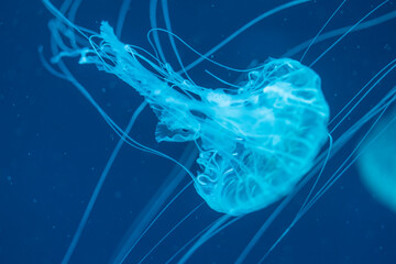 Jellyfish floating in the ocean-sea, the light passes through the water, creating a volumetric ray effect. Dangerous blue jellyfish © Aleksandr