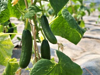 Cucumbers on the vine in greenhouse on farm