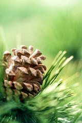 Branches of spruce forest nature landscape. Christmas background symbol of the holiday evergreen tree with needles. Low depth of field