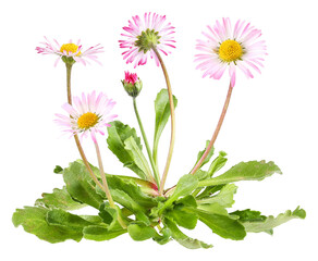 Daisies with leaves, transparent background