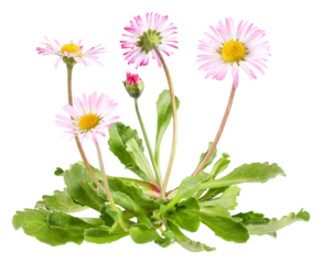 Daisies with leaves, transparent background
