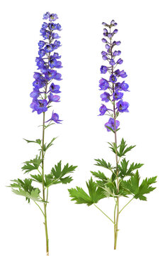 Flowering garden delphinium, transparent background