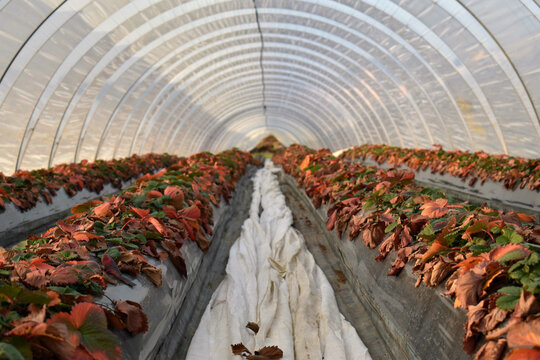 Greenhouse with strawberry plants in autumn