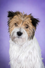 jack russell terrier dog portrait on purple background