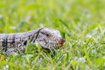 lizard walking through the grass