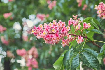 Natural spring background. Blooming pink chestnut close-up.