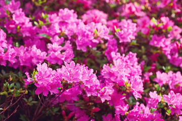 large bush blooming Rhododendron in the botanical garden. Many pink flowers Rhododendron, beautiful background.