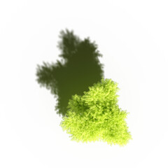 tree with a shadow under it, top view, isolate on a transparent background, 3d illustration
