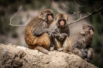 Fototapeta premium Monkeys