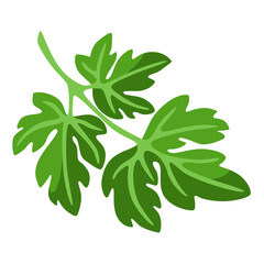 Illustration of parsley. Image for gastronomy and agricultural industries.