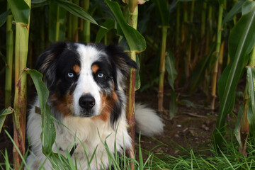 Australian shepherd with blue eyes laying in corn field