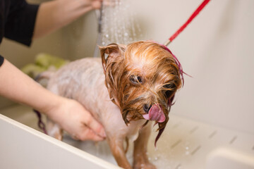 washing yorkshire terrier in front of haircut professional hairdresser. dog wash before shearing.