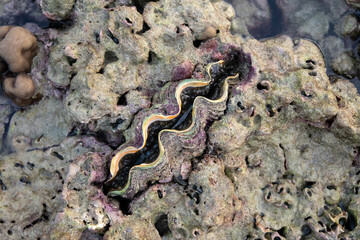 Obraz na płótnie Canvas Nature giant clam during low tide in the morning at Koh Kradan in Trang, Thailand. 