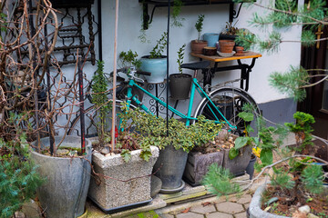 The old bicycle hid in tne garden between plants and old things.