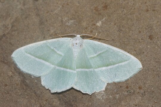 Closeup on the light emerald geometer moth,Campaea margaritata, with spread wings