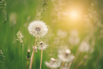 Fototapeta na wymiar Fluffy dandelion in sunlight on a blurred green background. Selective focus. Beautiful spring nature background.