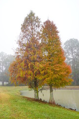 The winter fog landscape of Tampa Palms area in Florida