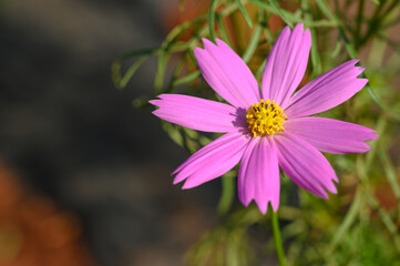 Obraz premium Beautiful pink cosmos flower (Cosmos Bipinnatus) blooming in natural park.