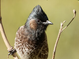 Portrait of red vented bulbul perching on a tree branch 