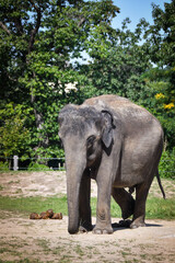 Fototapeta premium Portrait of boy indian elephant in zoo. He is so big, he is walking in his habitat.