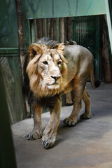 Lion in our zoo in the Czech republic. He is in zoo and he is so beautiful one