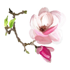 Naklejka premium Pink magnolia flower, blossom hand drawn flower