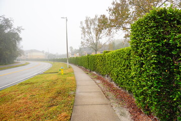 Fototapeta na wymiar The winter fog and colorful leaf landscape of New Tampa community in Florida