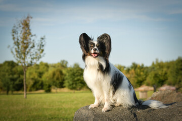 Pappilon is sitting on stone. Dog is in city center in Prague.