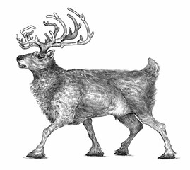 reindeer, illustration for posters and postcards, 
black illustration isolated on white background