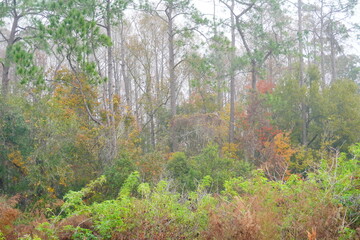 The winter fog and colorful leaf landscape of New Tampa community in Florida