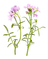 Cuckooflower with flowers, transparent background