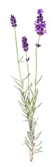 Fototapeta na wymiar Single branch with lavender flowers, transparent background