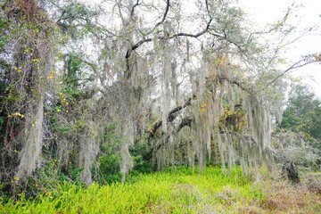 The winter fog and colorful leaf landscape of New Tampa community in Florida