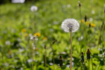 Macro image of dandelions with morning dew, raindrops, natural blurred spring background. Calmness and inspire concept, closeup dandelion, beautiful nature background. Selective focus