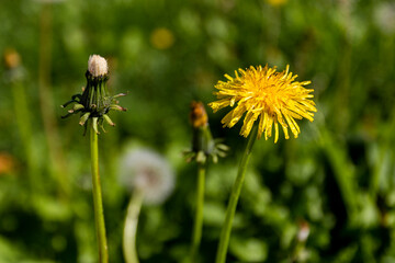 Macro image of dandelions with morning dew, raindrops, natural blurred spring background. Calmness and inspire concept, closeup dandelion, beautiful nature background. Selective focus